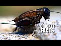 Cricket Facts FACTS About TRUE CRICKETS Animal Fact Files