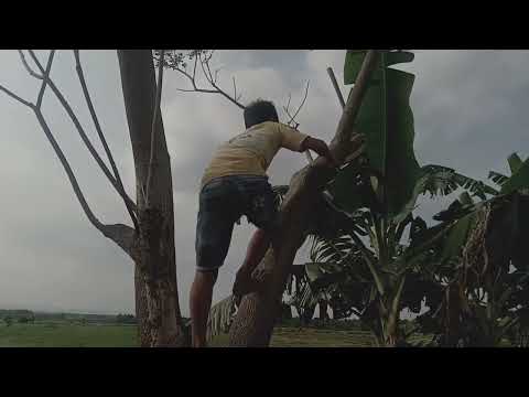 vidio lucu jomblo ngenes