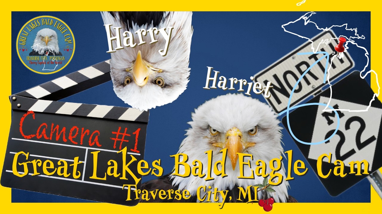 Live webcam view of Harry & Harriet's Eagle Nest Cam