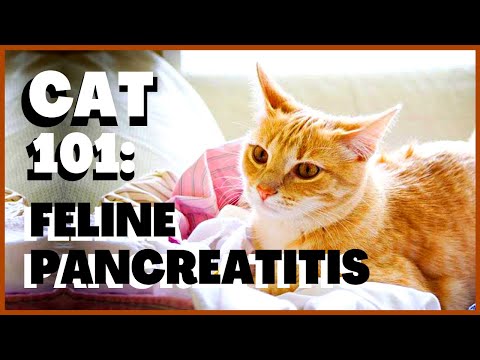 Cat 101: Feline Pancreatitis