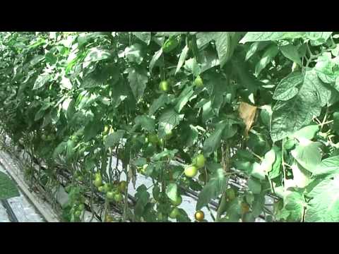 Nya bifftomater med lång erfarenhet