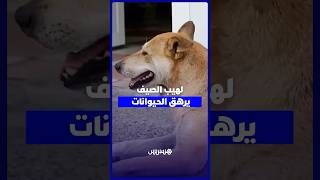 موجة الحر ترهق حيوانات الشارع.. معاناة صامتة تحت الشمس thumbnail