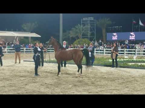Fadi Al Shaqab 2018 Kuwait International Arabian Horse Championship
