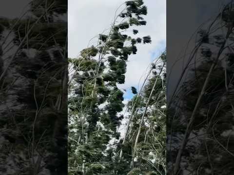 Ventania muito forte antes da chuva aqui no Paraná