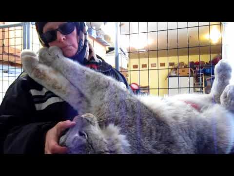 Max Canada Lynx & a good belly rub