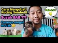 Cara Mengobati Kucing Sembelit Susah Buang Air Besar