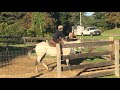 Julia S Gymkhana