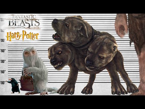 Fantastic Beasts and Harry Potter Size Comparison | Biggest Magic Animals | Satisfying Video
