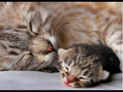 Home Remedies for Birth Control In Cats