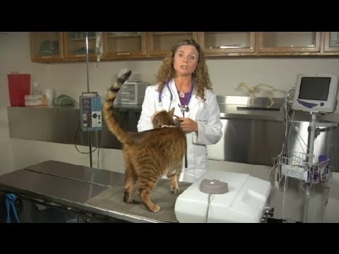 How to Help a Cat With a Sore Throat : Cat Health Care & Behavior