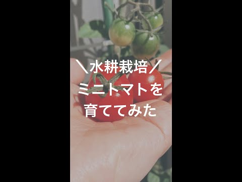 杭を使ってトマトを育てる：その理由と方法！  庭園