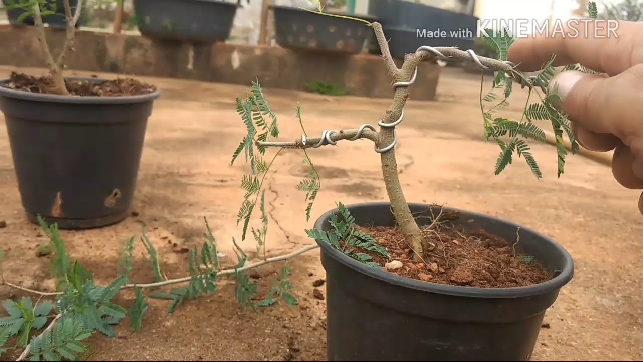 Transformar uma muda em bonsai, dica para iniciantes - 4