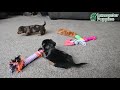Miniature Dachshund dogs for sale: Chloe - Video 1
