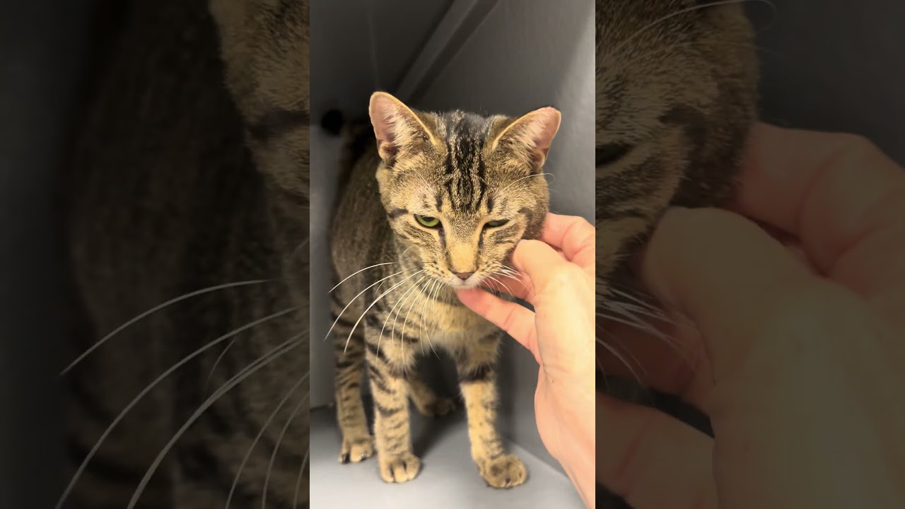 Enlarge Ivy, a ADOPTABLE Domestic Short Hair in Beaufort, SC video 4/5