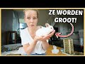 REAGEREN OP JULLiE KONiJNEN REACTiES & TiPS ?? | Bellinga Vlog #2492