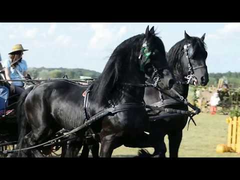 Lovasnap Mezőfényen