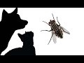 CAT GAMES LITTER BOX FLY FOR CATS ONLY