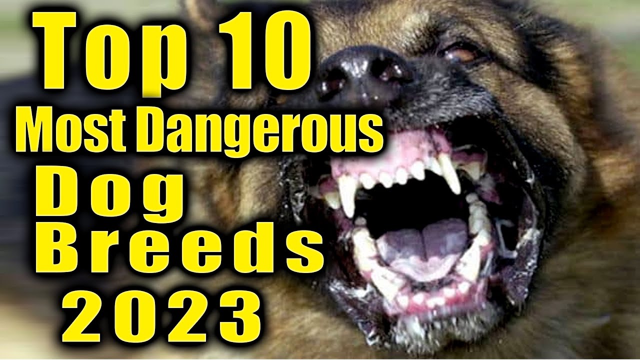 Dog Bite Fatalities By Breed 2022