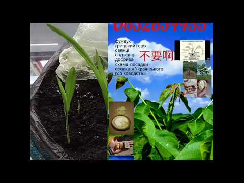 中國兄弟高產玉米種子！訂閱頻道。 +380632634455 Viber。不貴！ Chinese seeds of high-yielding corn!+380632634455 Viber.