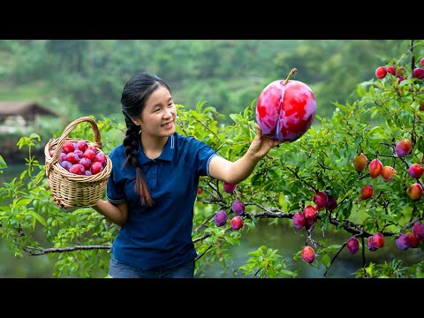 Harvesting PRUNES - Harvesting and Farming | Ella Daily Life
