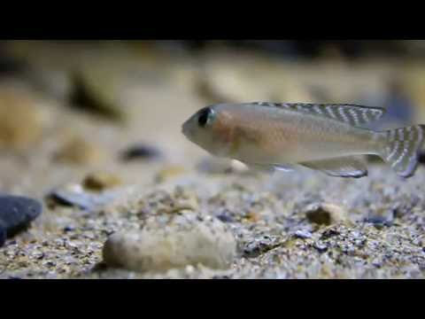 Lamprologus ornatipinnis "Kigoma"