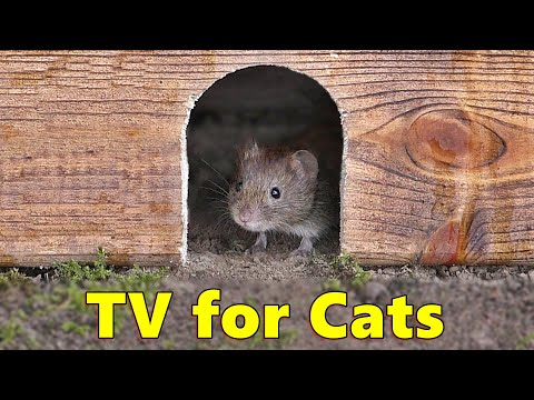Cat TV 🐭 Mouse in The Jerry Hole Fun