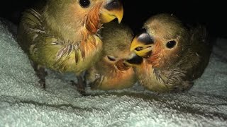 Download lagu Suara bayi burung lovebird saat lapar. mp3