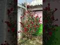 dehati phool Crested Cock's-comb #crested #ytshorts #shorts #viral #flowers #nature #rose