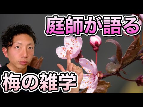 なぜ私の梅の木は泣いているのですか？果樹の原因、ヒントと予防  庭園