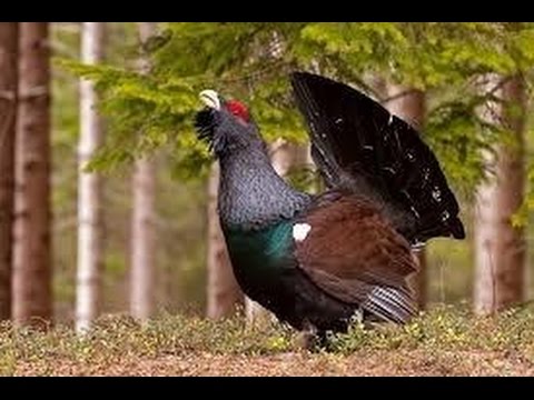 3)CREATURI INCREDIBILE CARE SFIDEAZA EVOLUTIA!!!