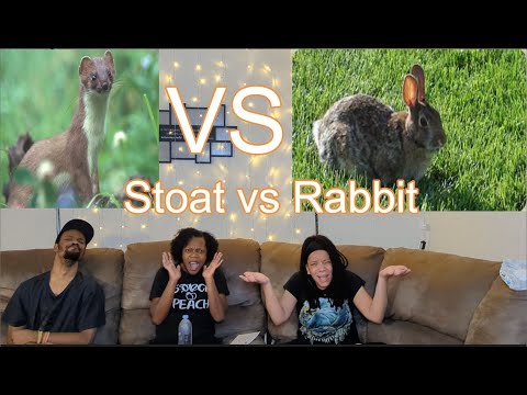 FR React: Stoat kills rabbit ten times its size - Life | BBC