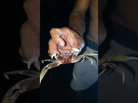 #Ganto manghuli Ng Caranguejo 🦀🦀🤗