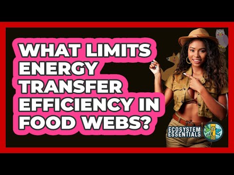 What Limits Energy Transfer Efficiency in Food Webs?