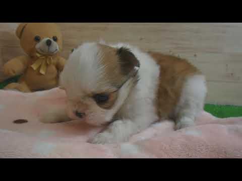 download lagu mp3 mp4 410134, download lagu 410134 gratis, unduh video klip 410134