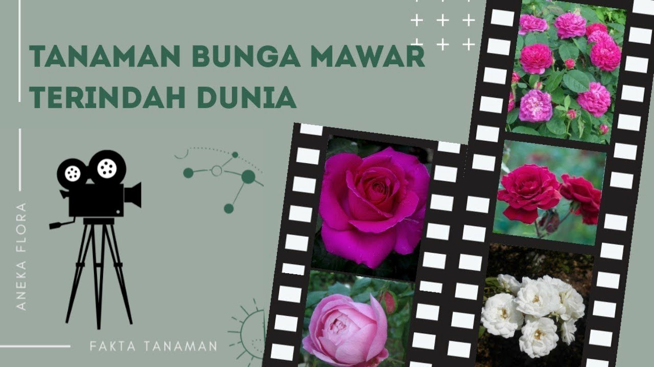 5 JENIS TANAMAN BUNGA MAWAR TERINDAH DUNIA || Aneka Flora