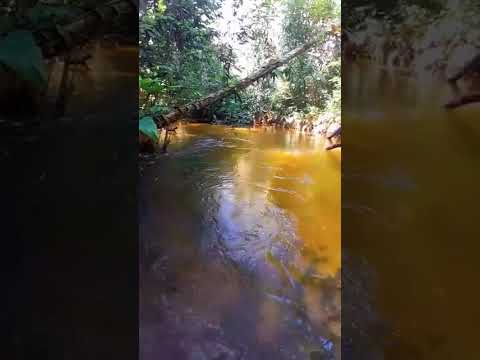 #Presidente Figueiredo Amazonas 🐾🐆