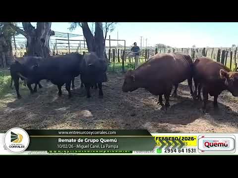 10-02-26 - Remate de Grupo Quemú - Miguel Cané, La Pampa