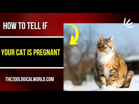 How to tell if your cat is pregnant, How to tell if your cat is pregnant early stages,