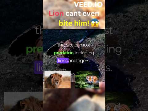 Pangolin The Armored Guy 🧱 #interestingfacts #animalshorts #animallover