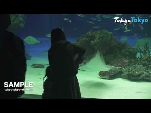 [Tokyo Footage] Sunshine Aquarium | サンシャイン国際水族館（Tokyo Japan）
