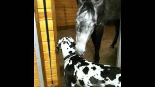 Horse and Dog Grooming each other