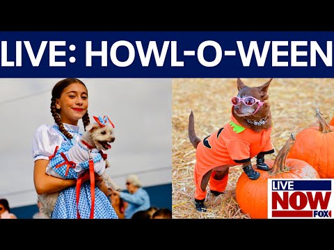 Video | LIVE: Halloween Dog Show 'Howl-o-ween' pets trick or treat