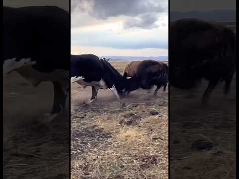 Bull vs yak