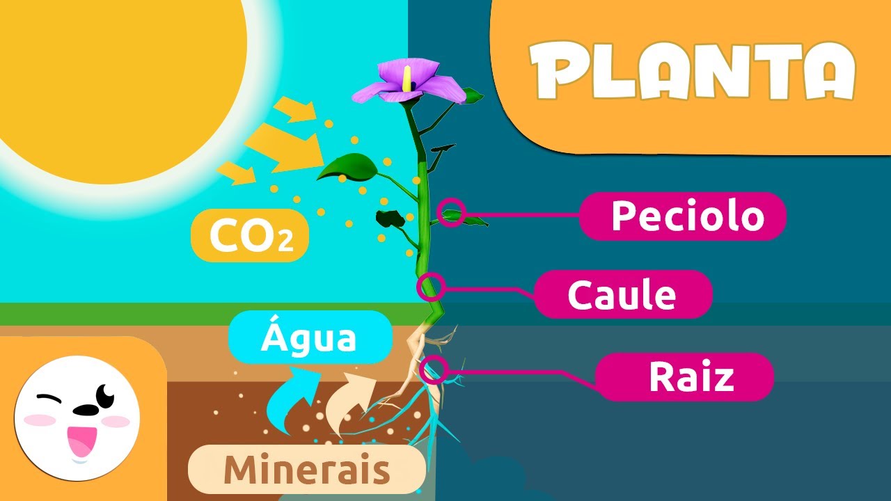 As partes da planta e a fotossíntese - Vídeo educativo para crianças