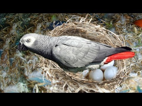 download lagu mp3 mp4 Parrot Egg, download lagu Parrot Egg gratis, unduh video klip Parrot Egg