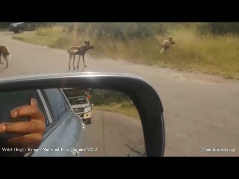 Kruger National Park January 2022 - Wild Dogs