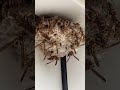 Ants attack Paper Wasp Nest #animals