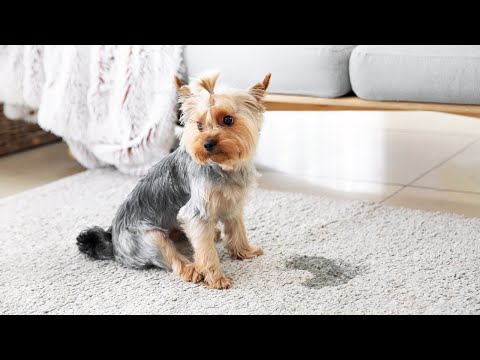 How To Treat Dog UTI At Home