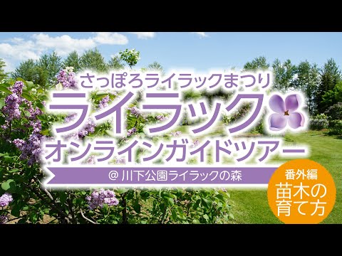 高貴なライラック 植物