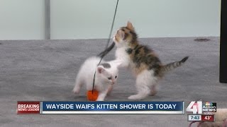 Wayside Waifs' Kitten Shower starts Saturday